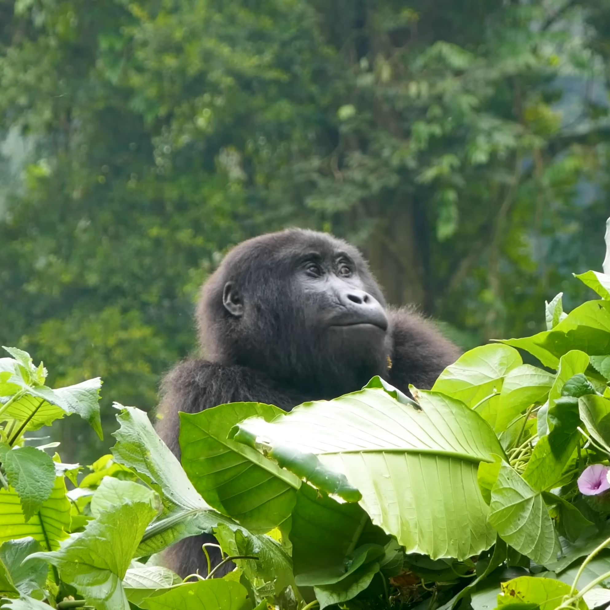 Gorilla Trekking and Hiking Safaris Gorilla Trekking and Hiking Safaris