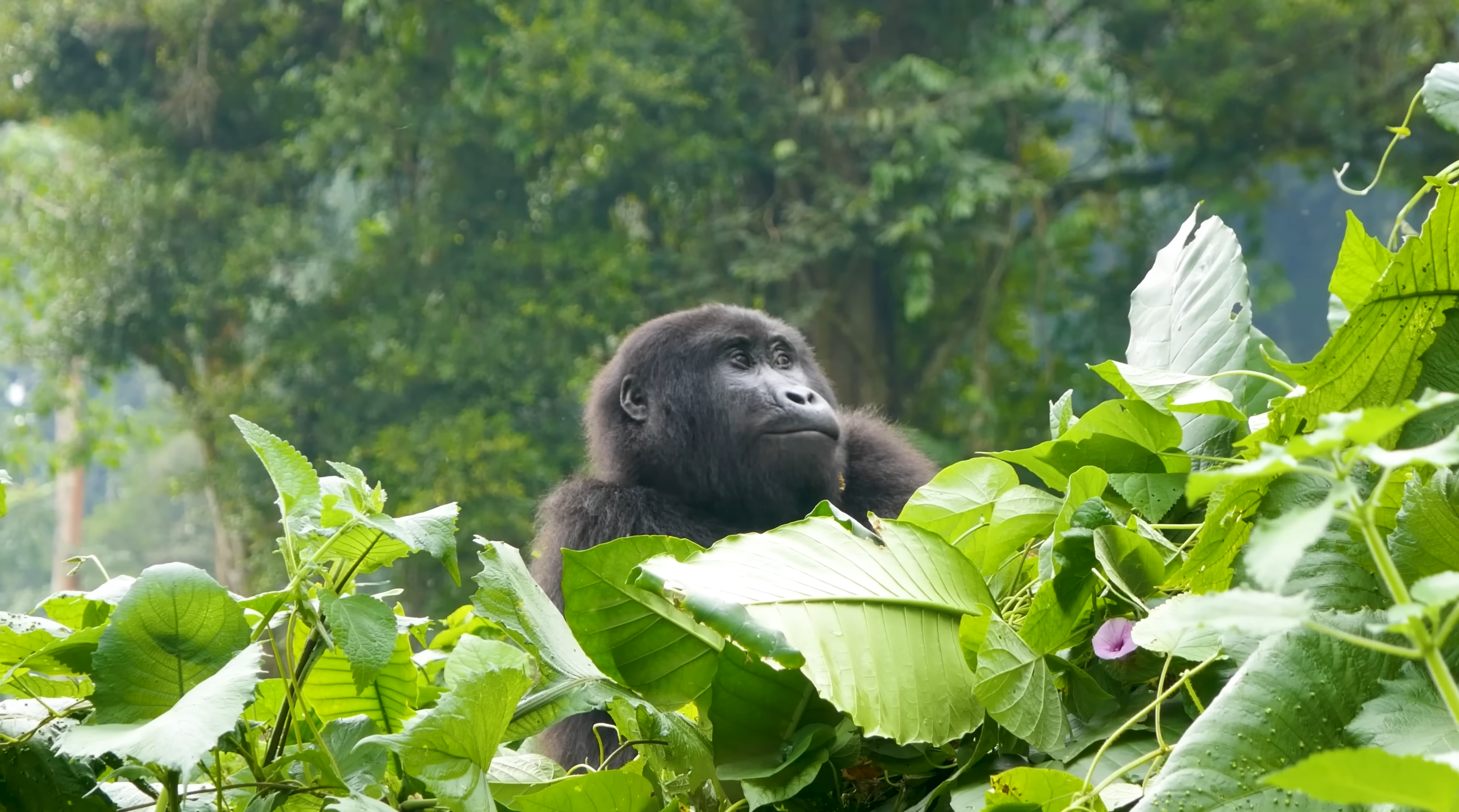 Gorilla Trekking and Hiking Safaris