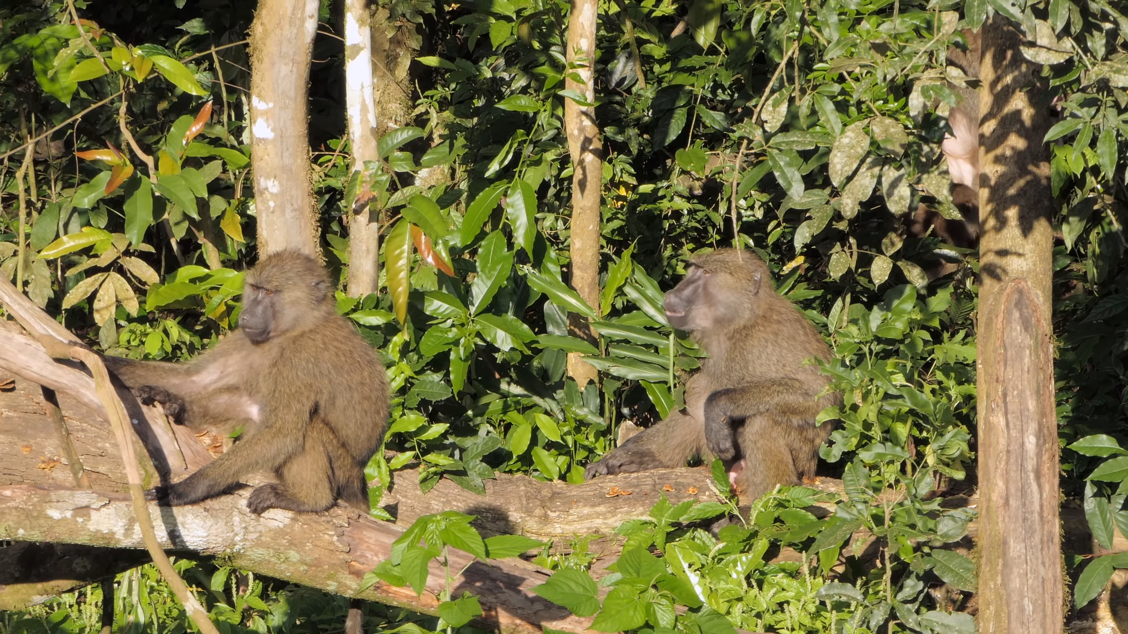 Primate Tracking | Uganda gorilla Safaris