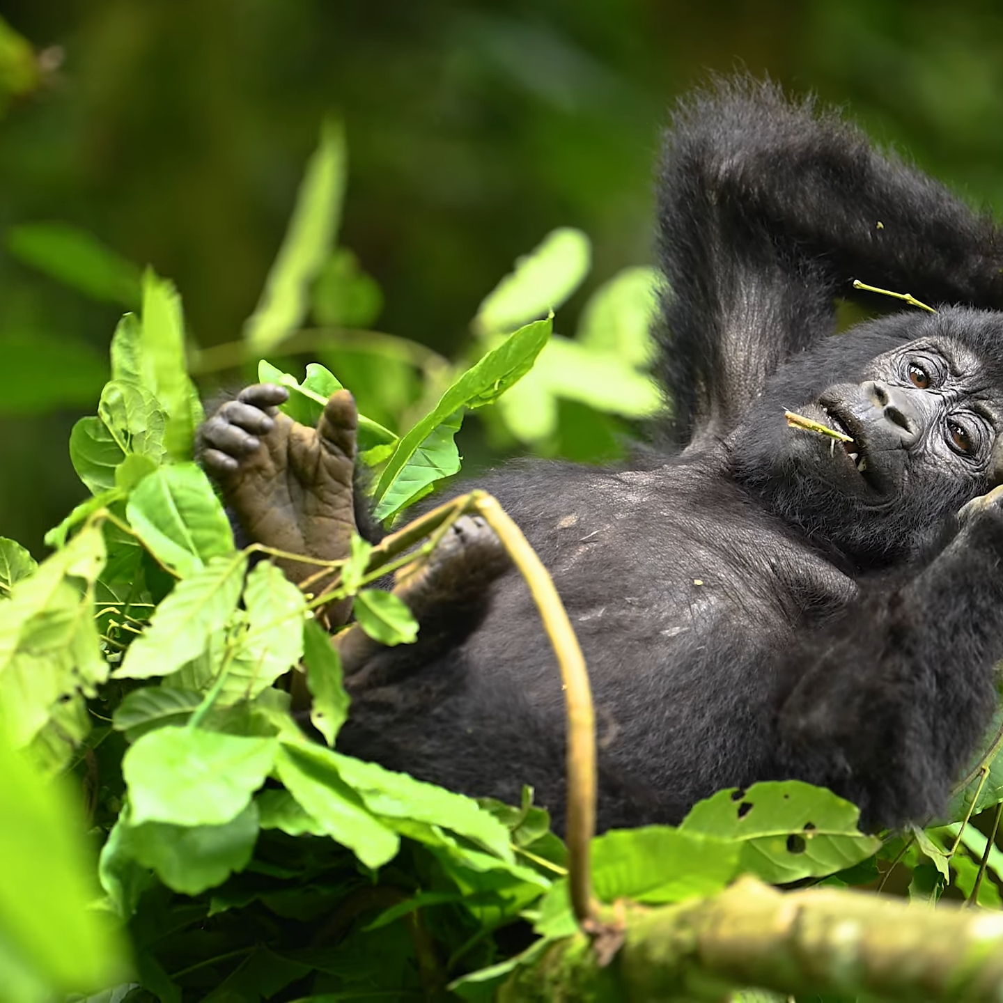 Mountain Gorillas | Bwindi Impenetrable National Park |Best Time to See the Gorillas In Uganda and Rwanda