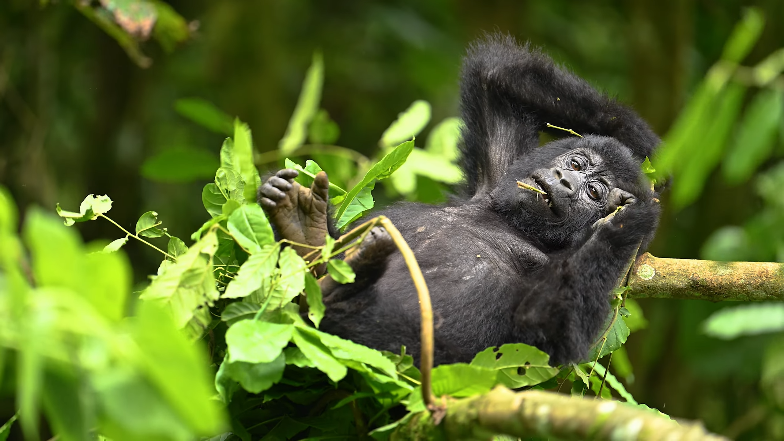 Mountain Gorillas | Bwindi Impenetrable National Park|8 Day Masai Mara and Uganda Safari