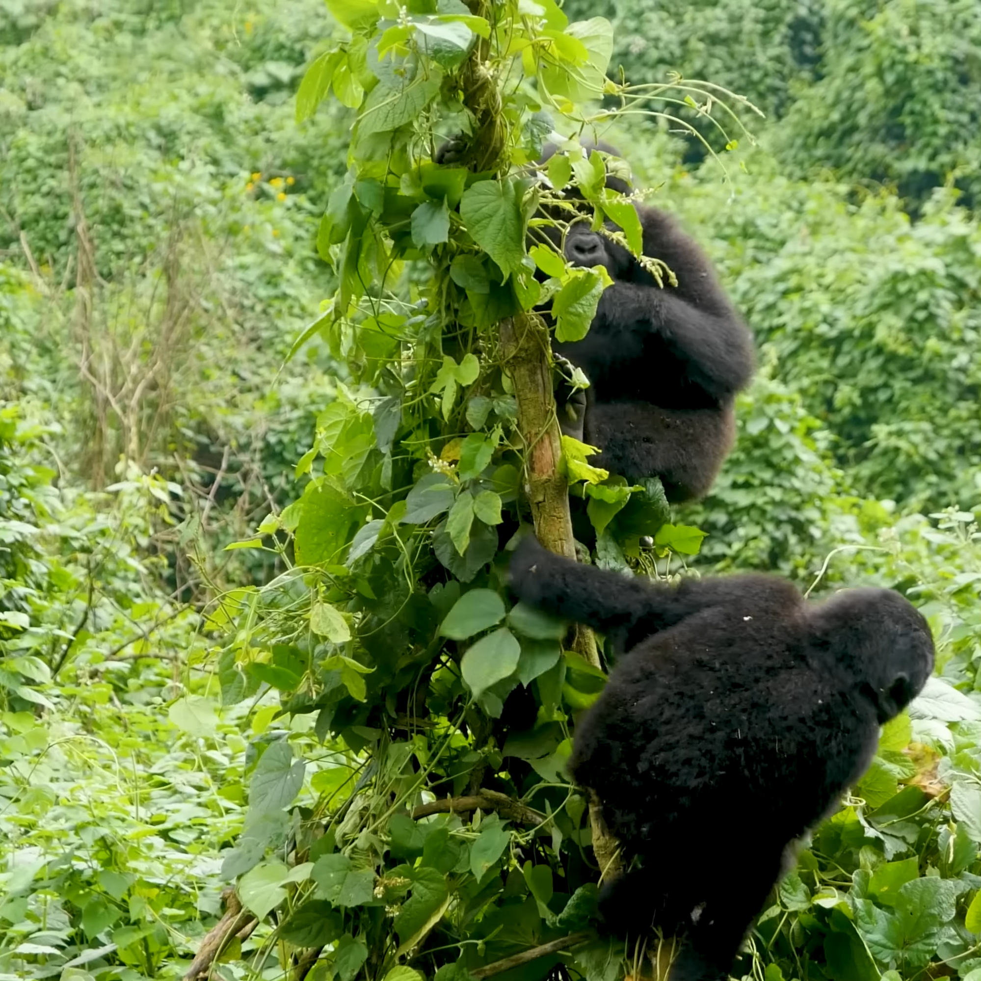 Best Time to See the Gorillas In Uganda and Rwanda Best Time to See the Gorillas In Uganda and Rwanda | Gorilla trekking Costs