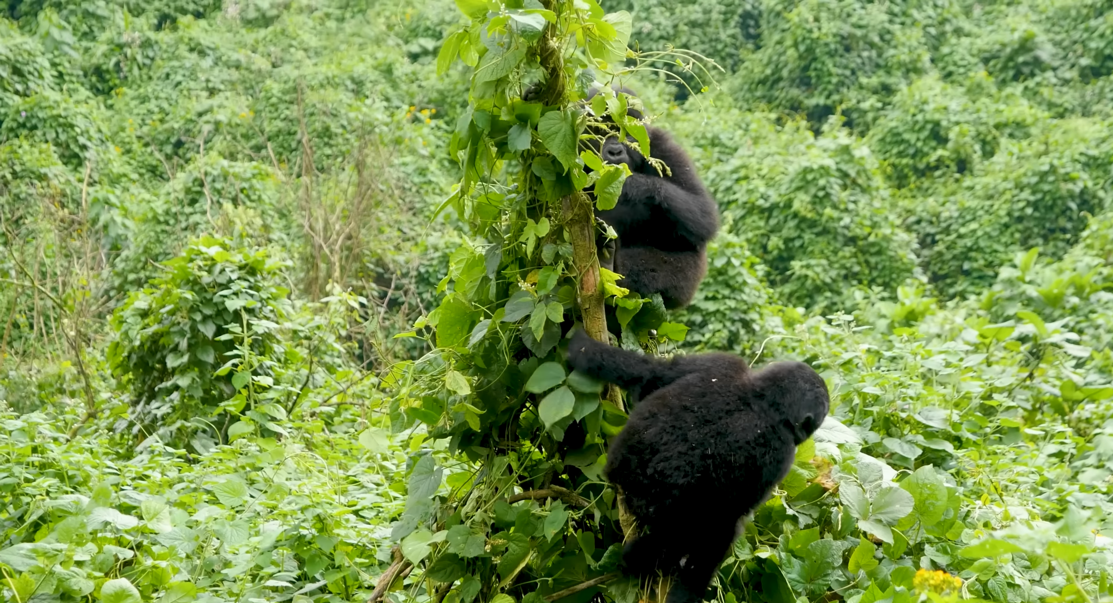 Best Time to See the Gorillas In Uganda and Rwanda| Gorilla trekking