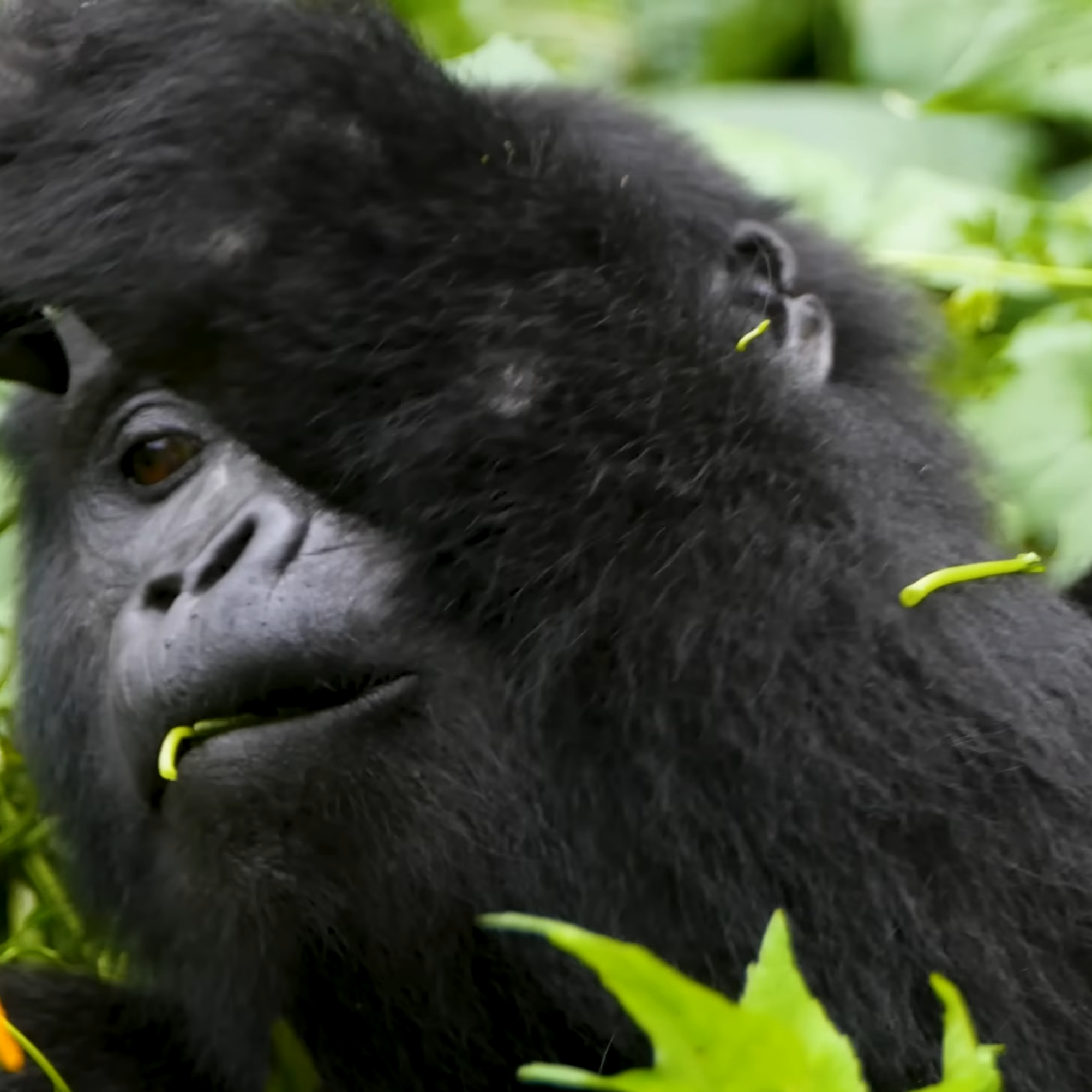 Budget-friendly gorilla trekking in Uganda, featuring a close-up of a gorilla in its natural forest habitat.