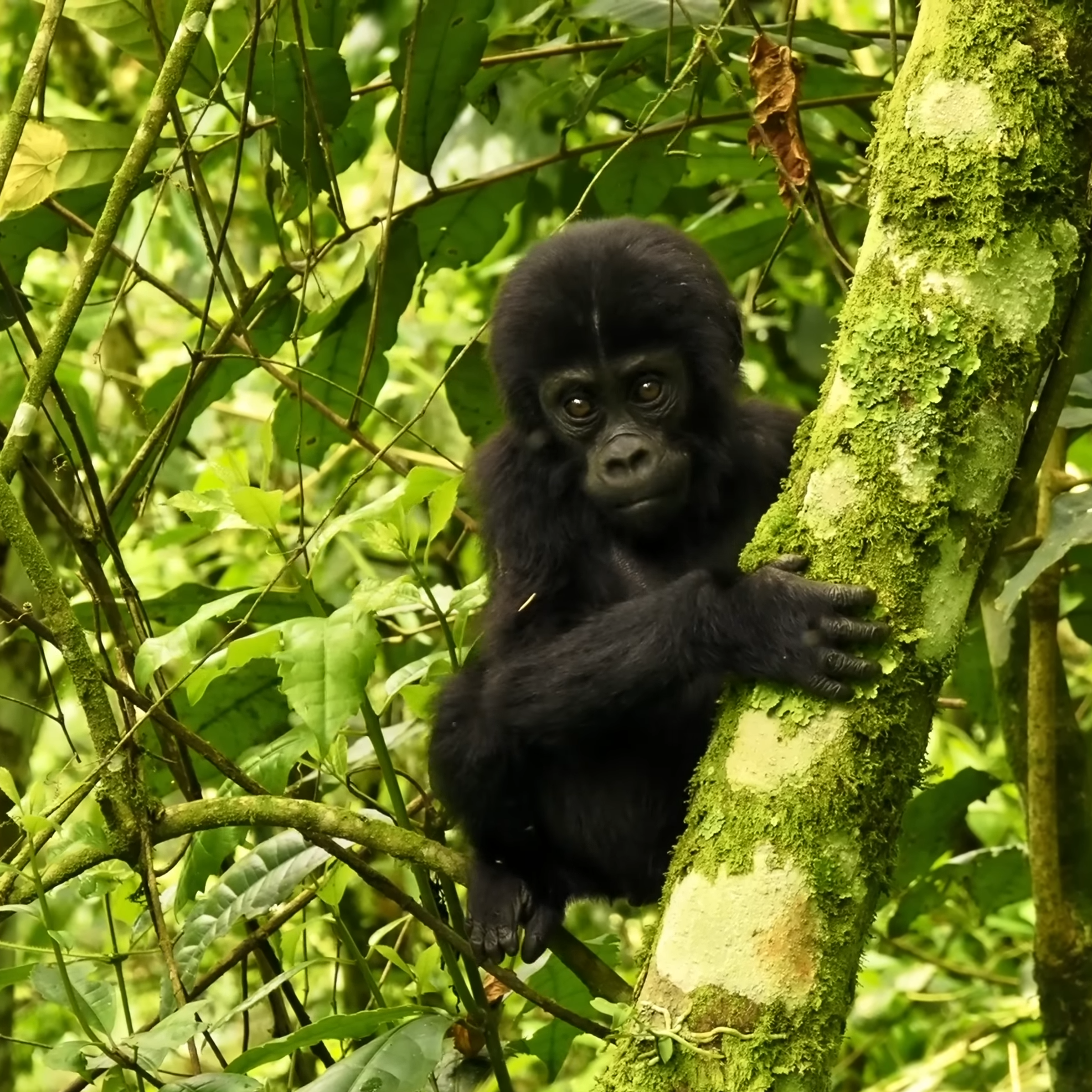 Rwanda Gorilla Groups and Families Habituated in Volcanoes