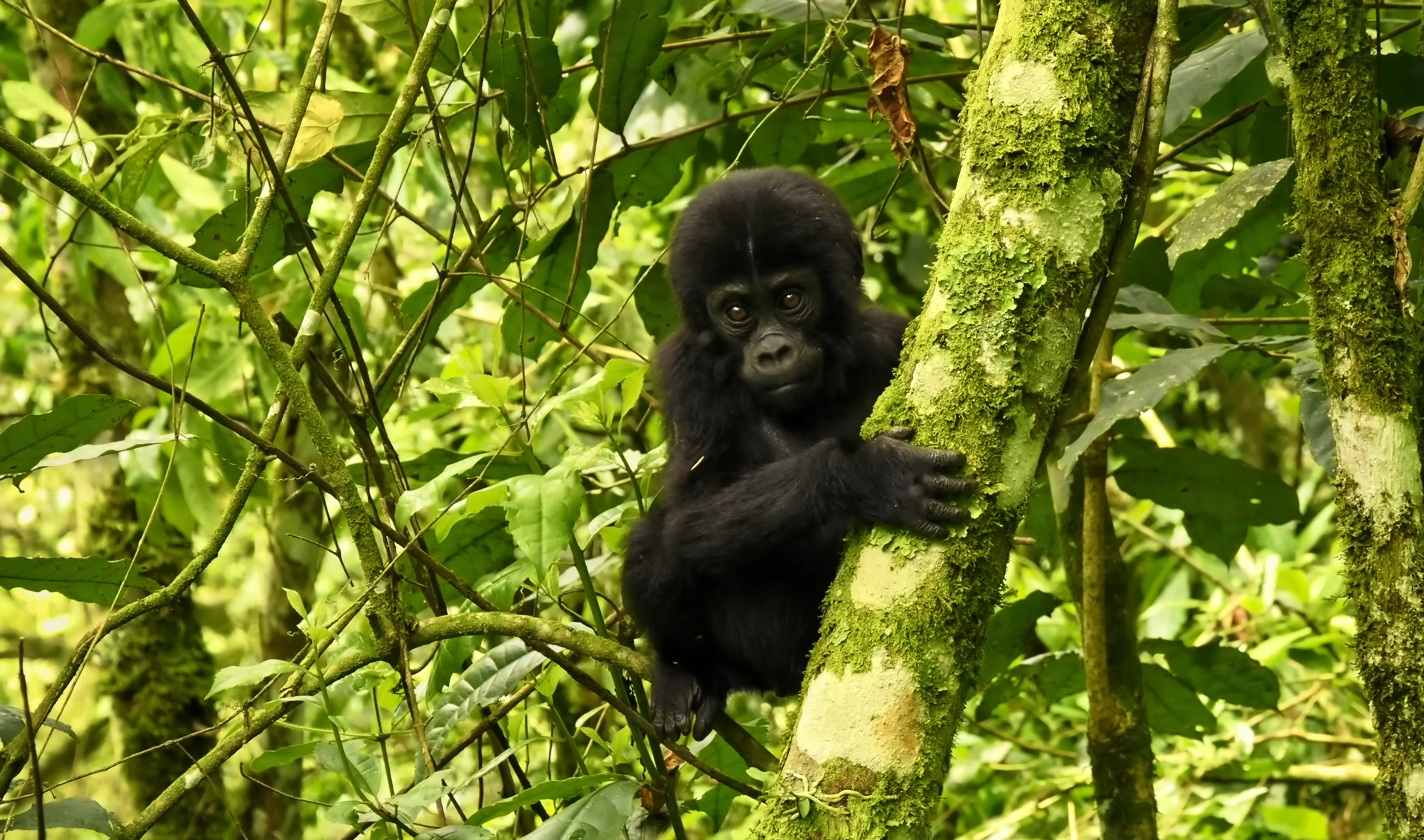 Gorilla Trekking and Hiking Safaris