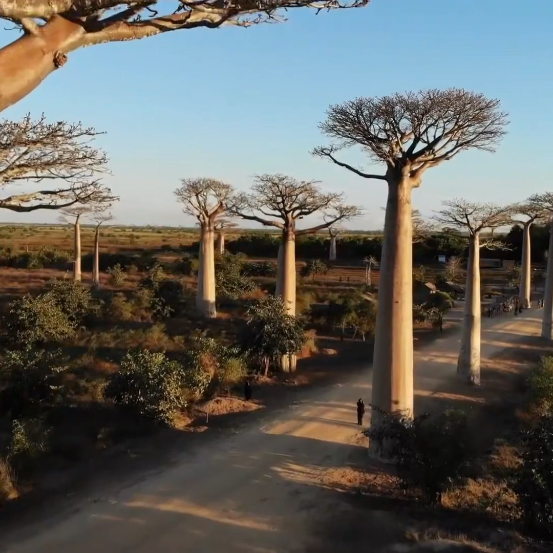 Madagascar | baobab trees