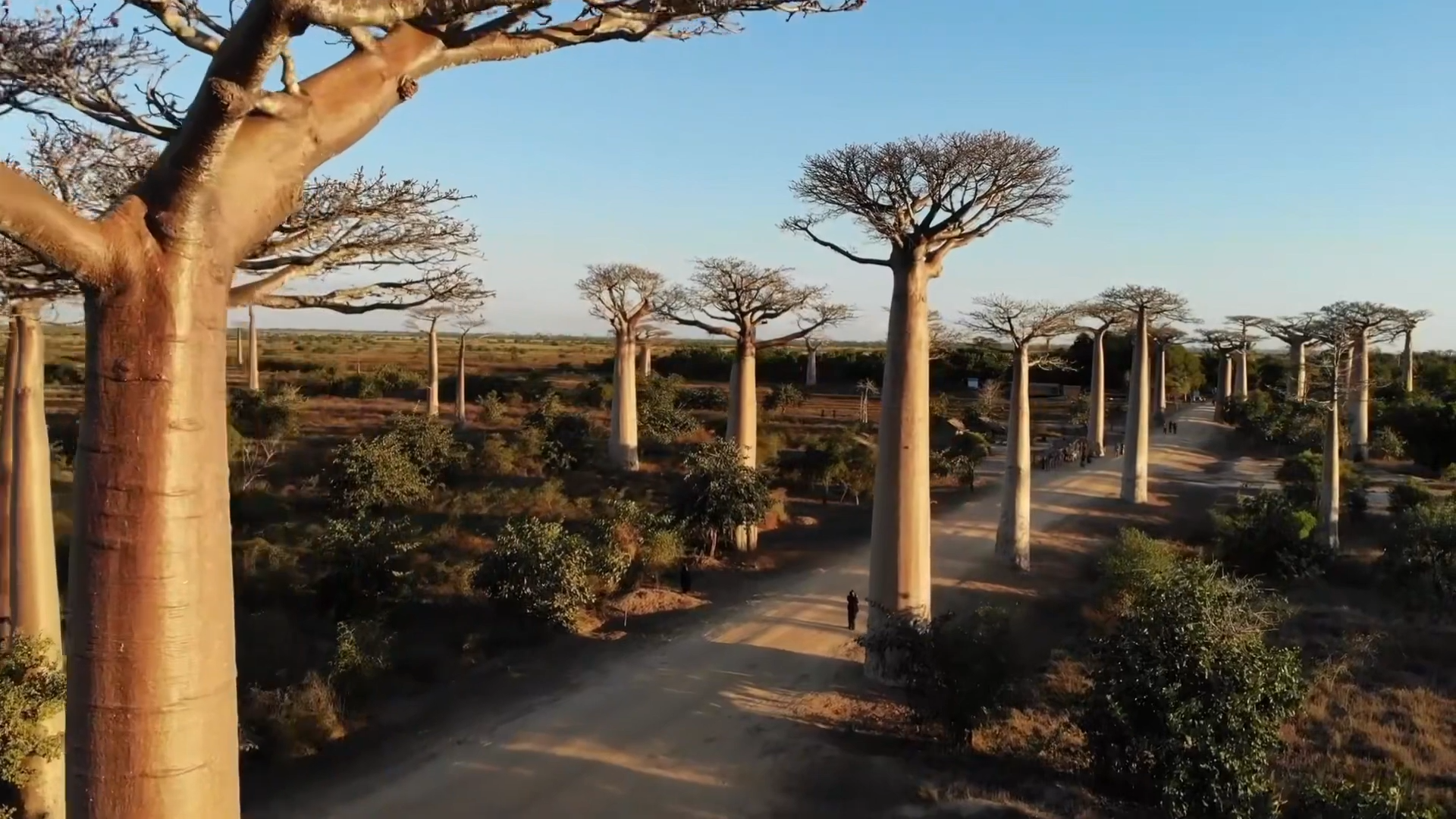 Madagascar | baobab trees 