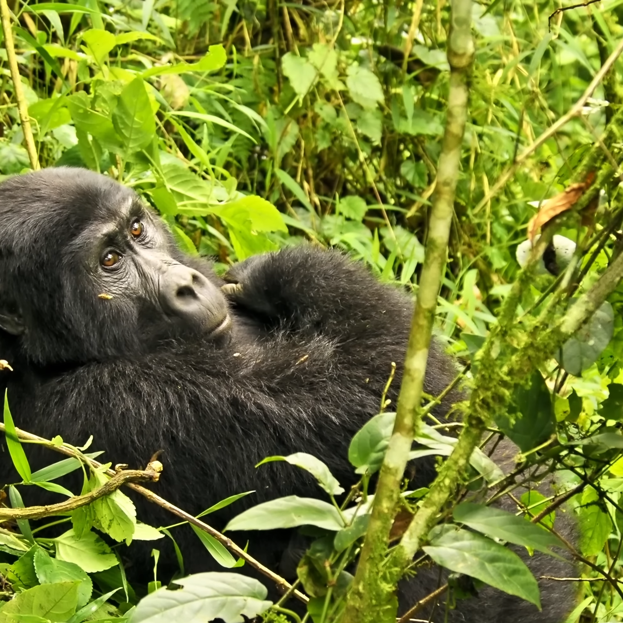 Gorilla Groups and Families in Rwanda