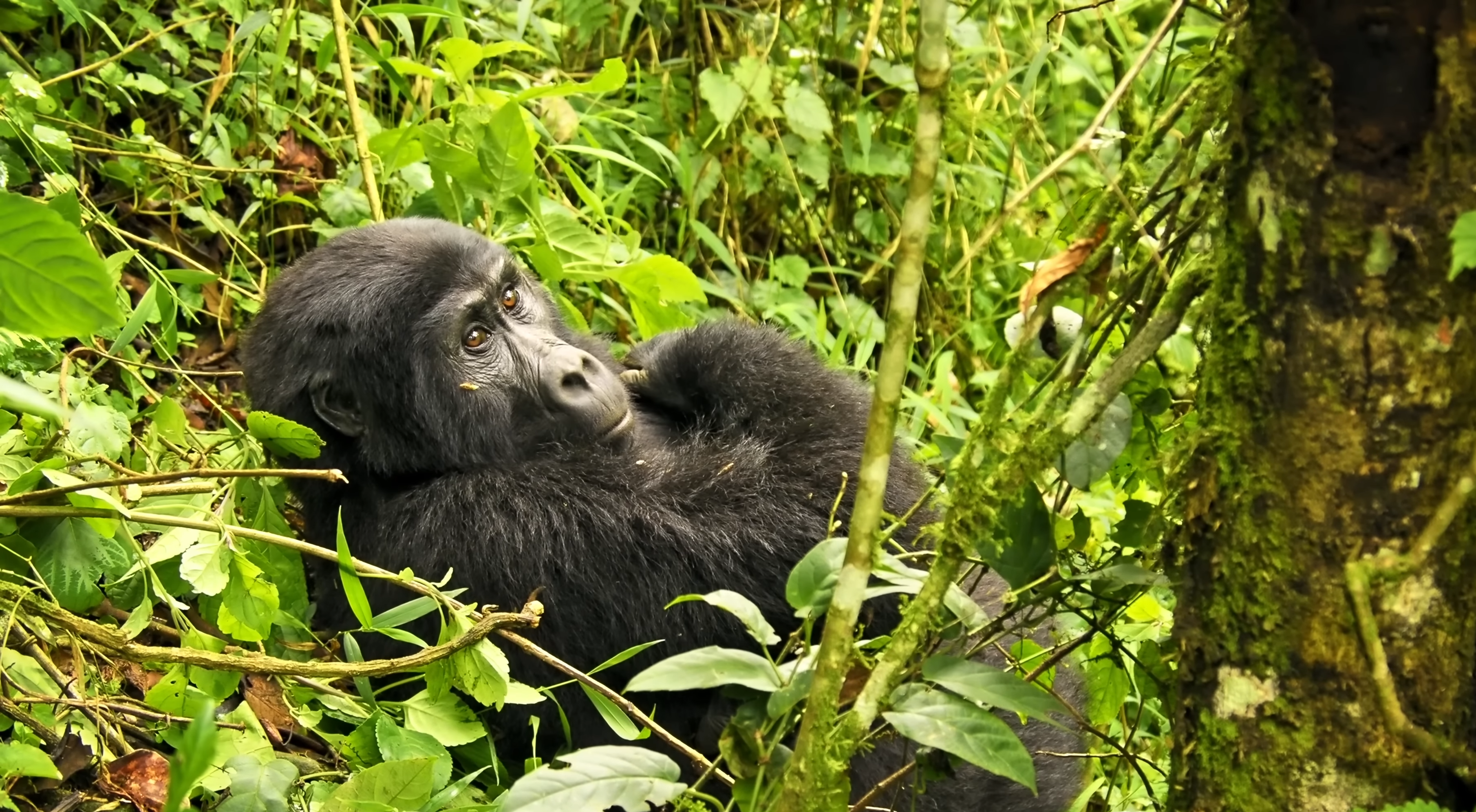 Gorilla Groups and Families in Rwanda