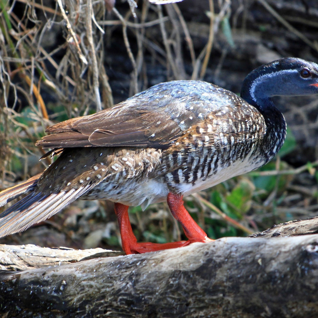 Birding Safari & tours