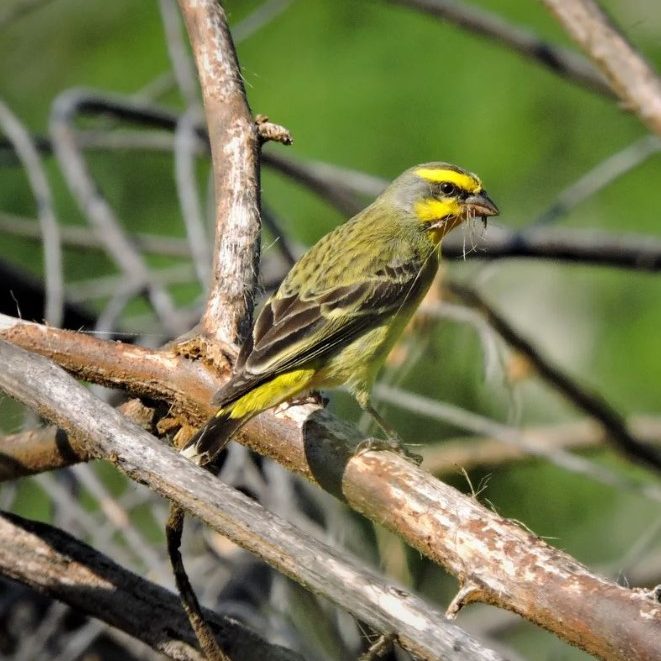 Birding Safaris