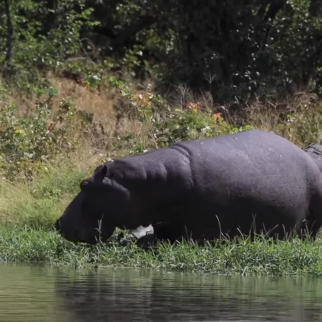 Affordable African Safari Tours: Hippo Tracking