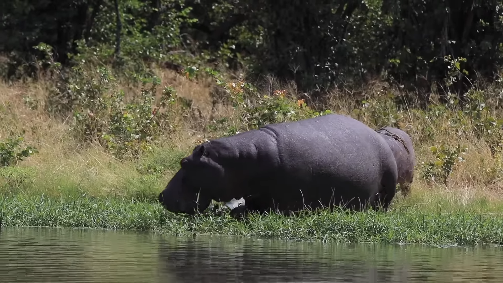 Hippo Tracking | African Safari Itineraries 