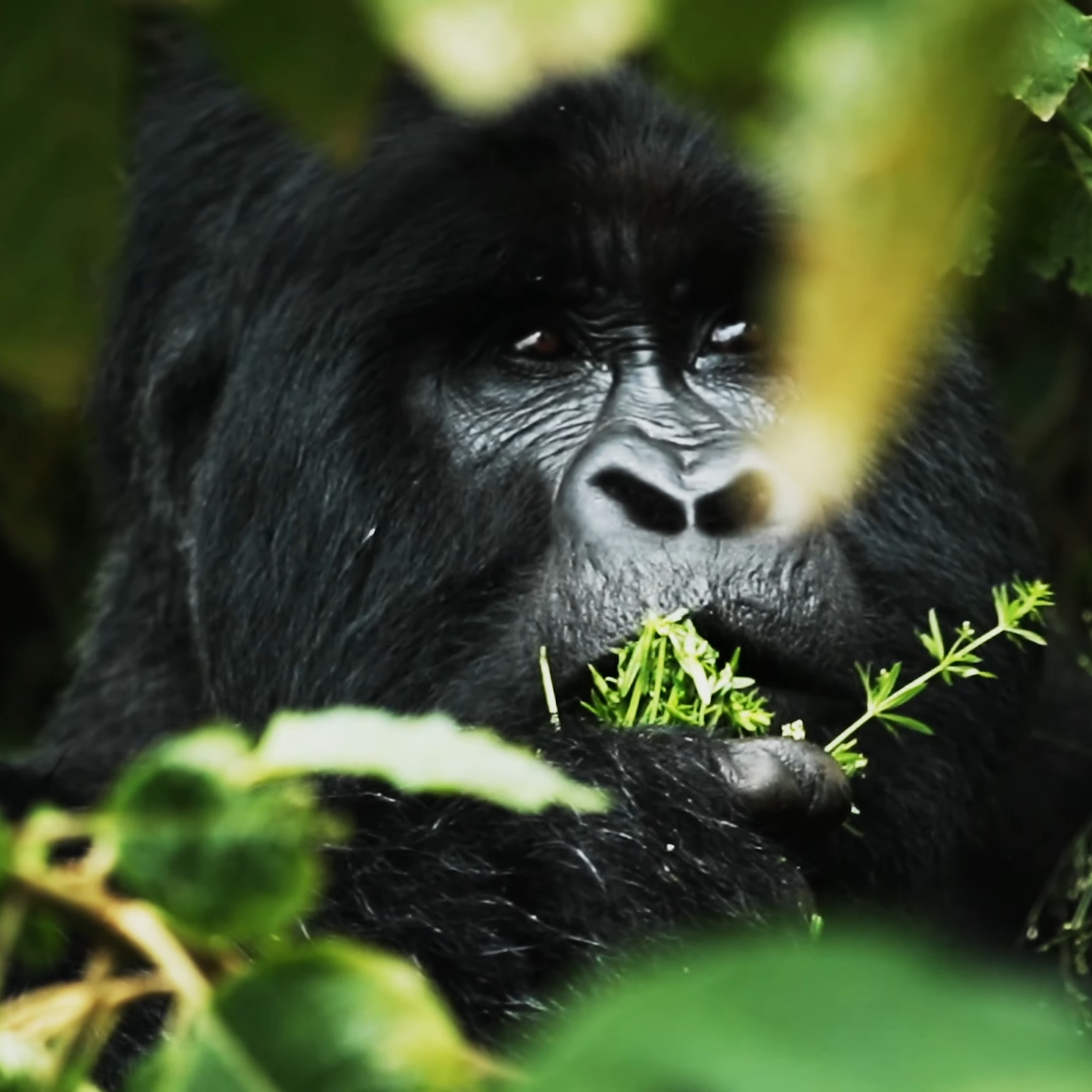 Gorilla Trekking | African safari destinations