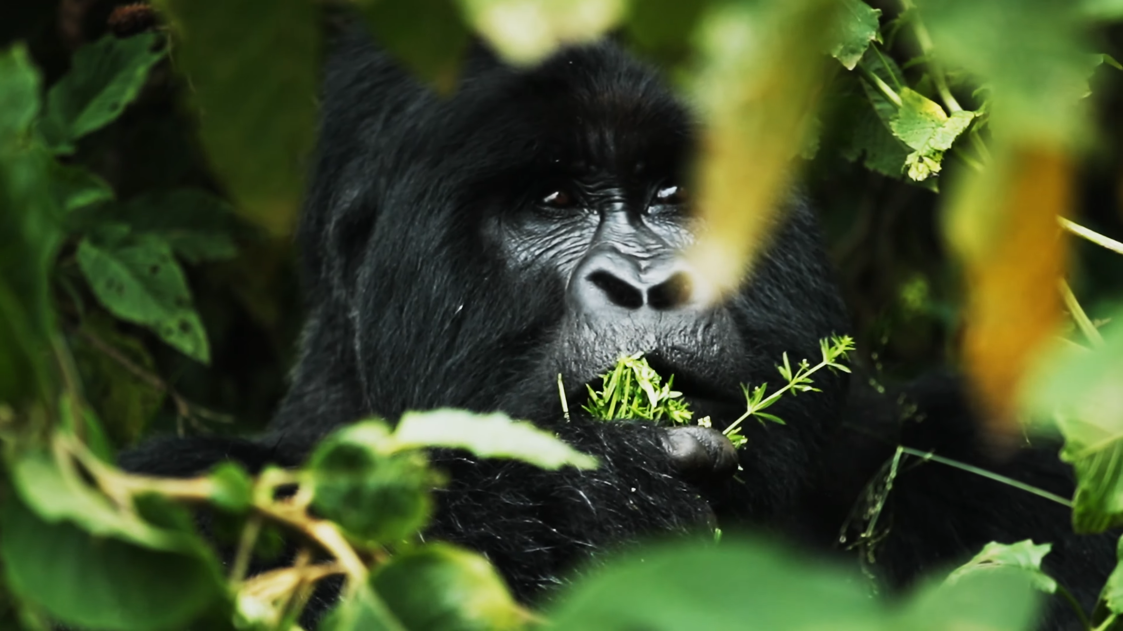 Gorilla Trekking | African safari destinations