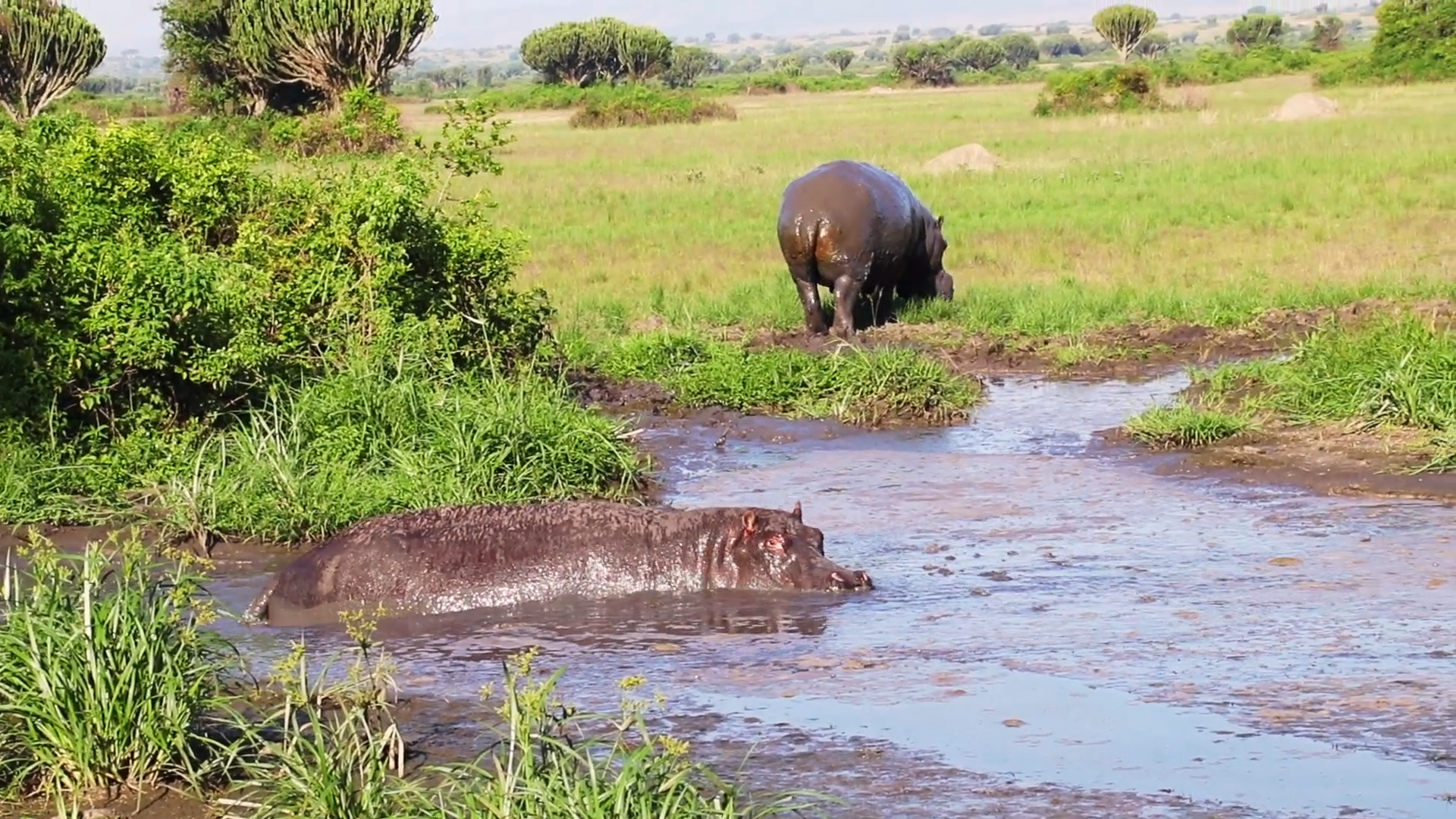 Queen Elizabeth National Park