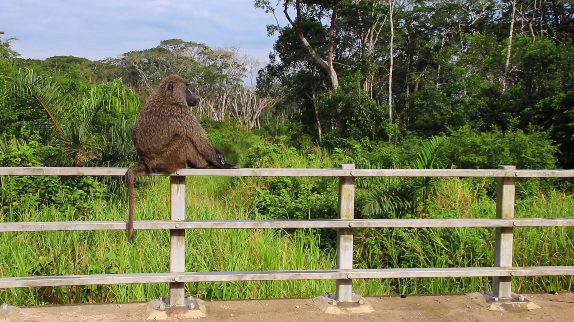 Uganda Wildlife and Safari | African Safari Itineraries 