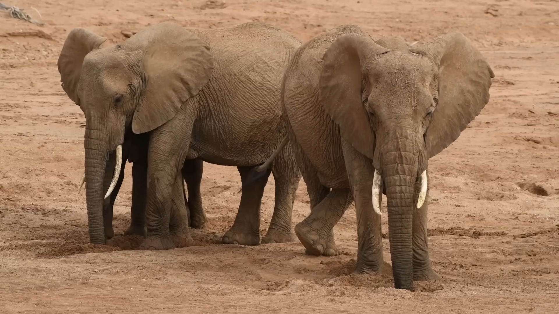 Saruni Samburu Safaris