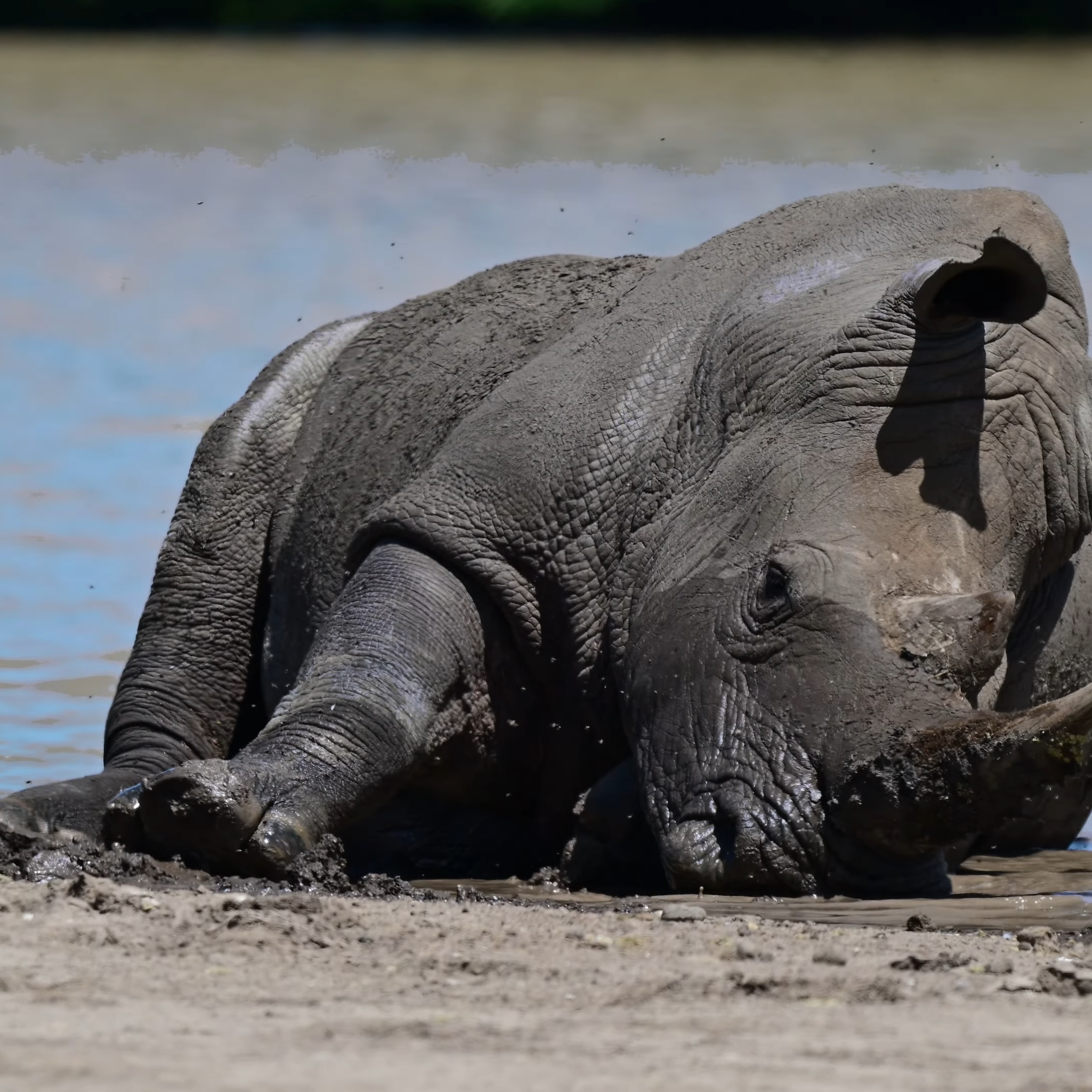 The African Big 5 | Nairobi National Park