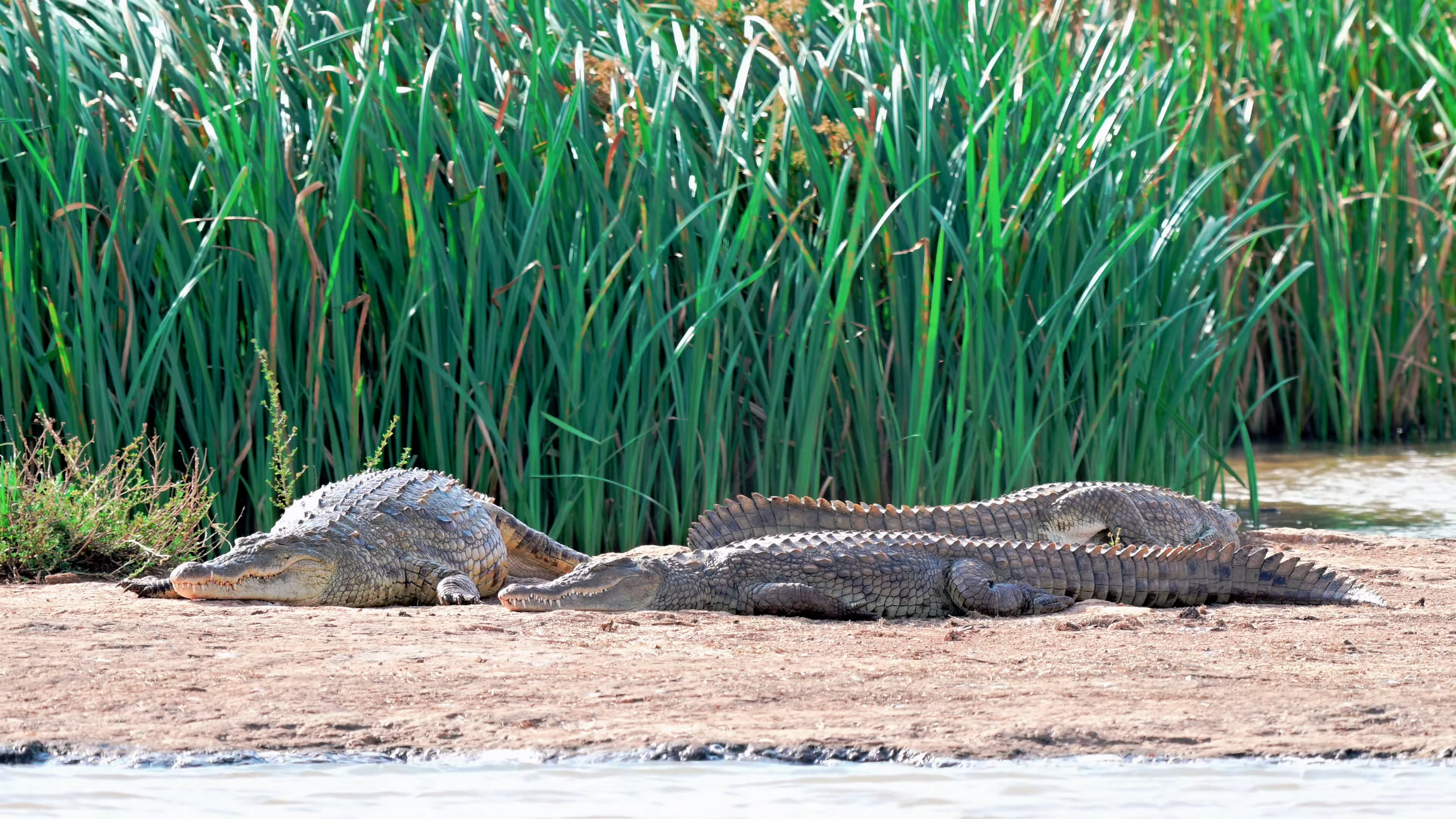 Nirobi National Park | African Safari Itineraries 