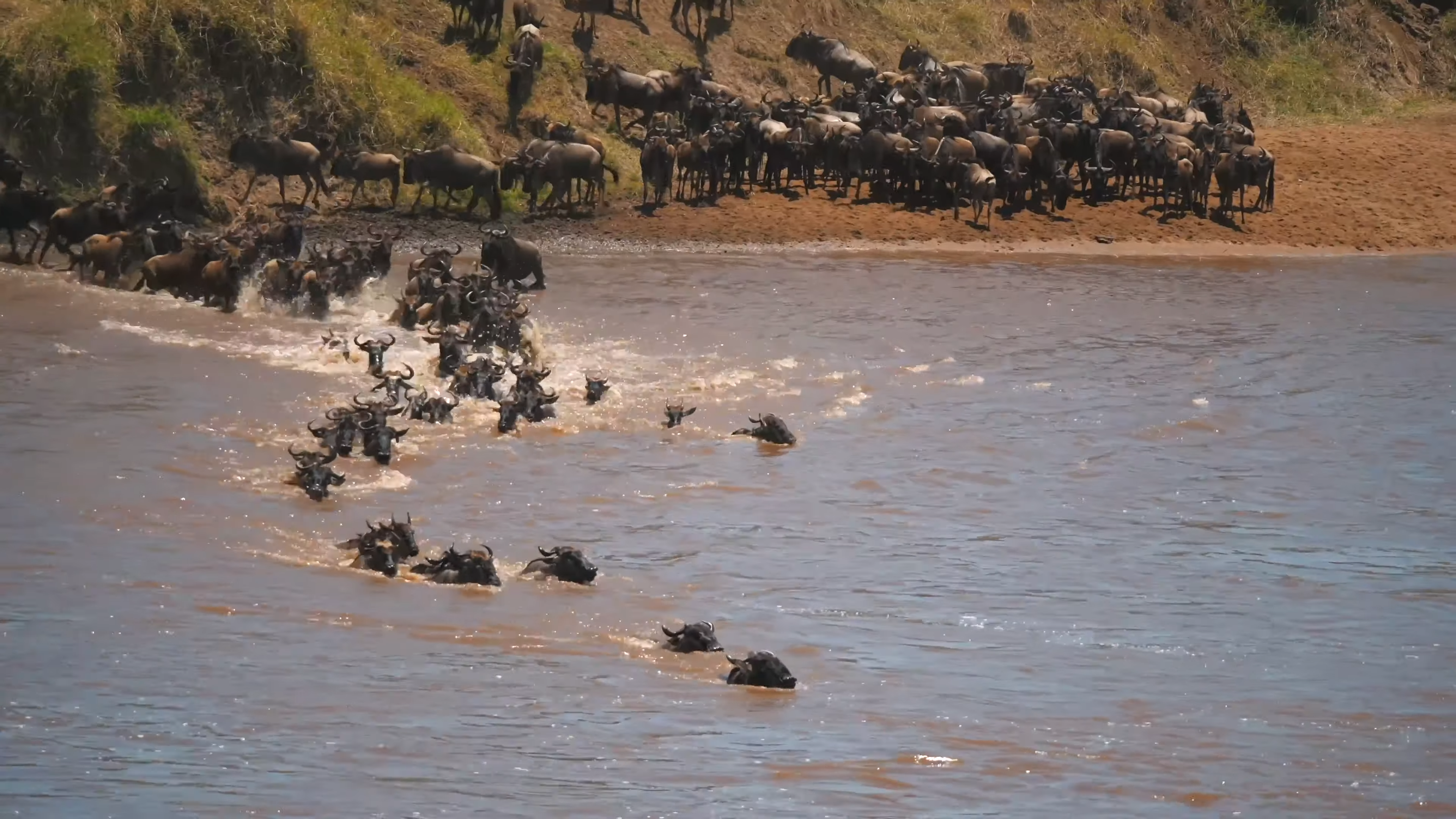 Wildebeest Migration