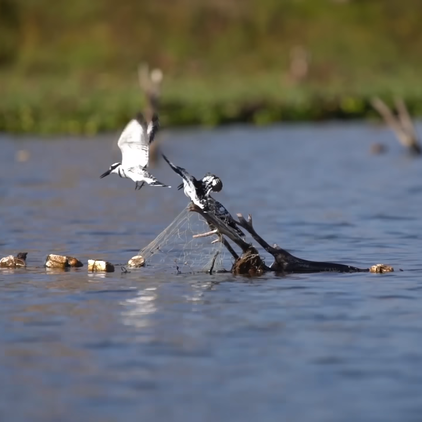 Lake Nakuru | Kenya Birdwatching Safaris & Tours