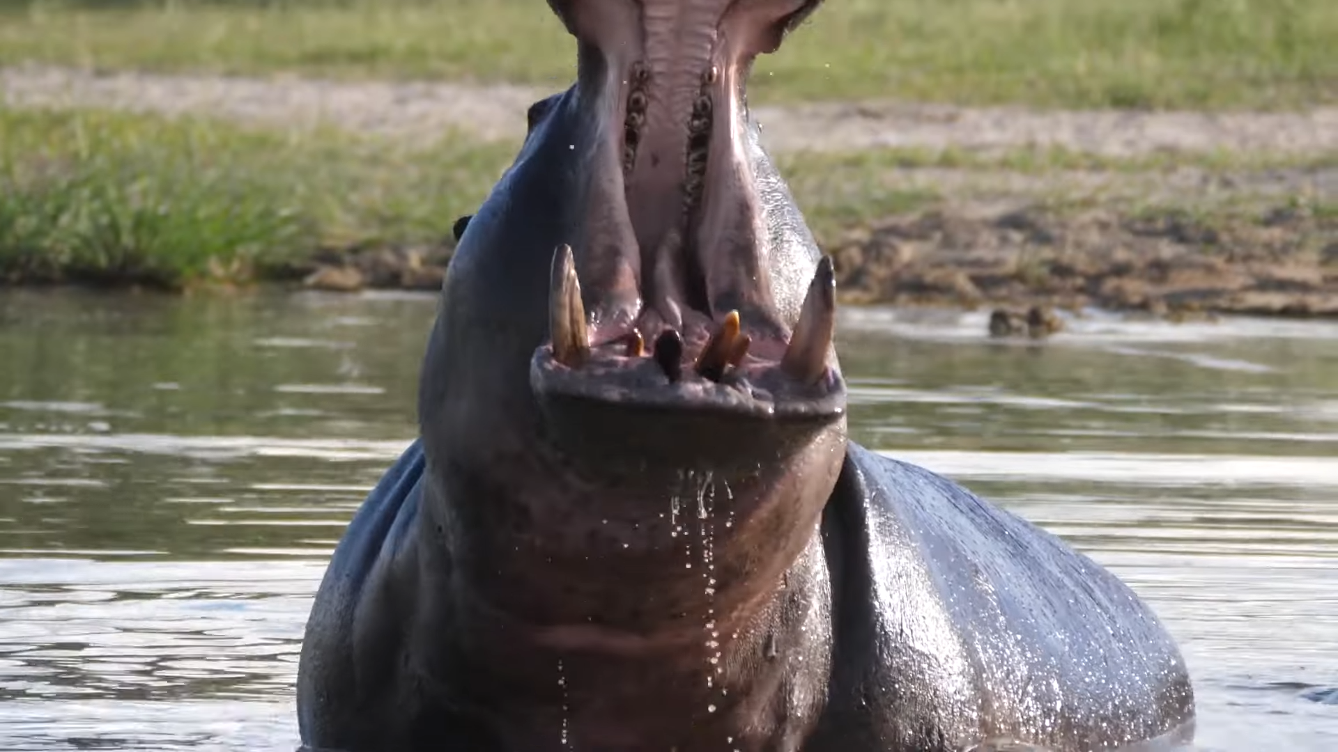 Hippo Tracking | Botswana