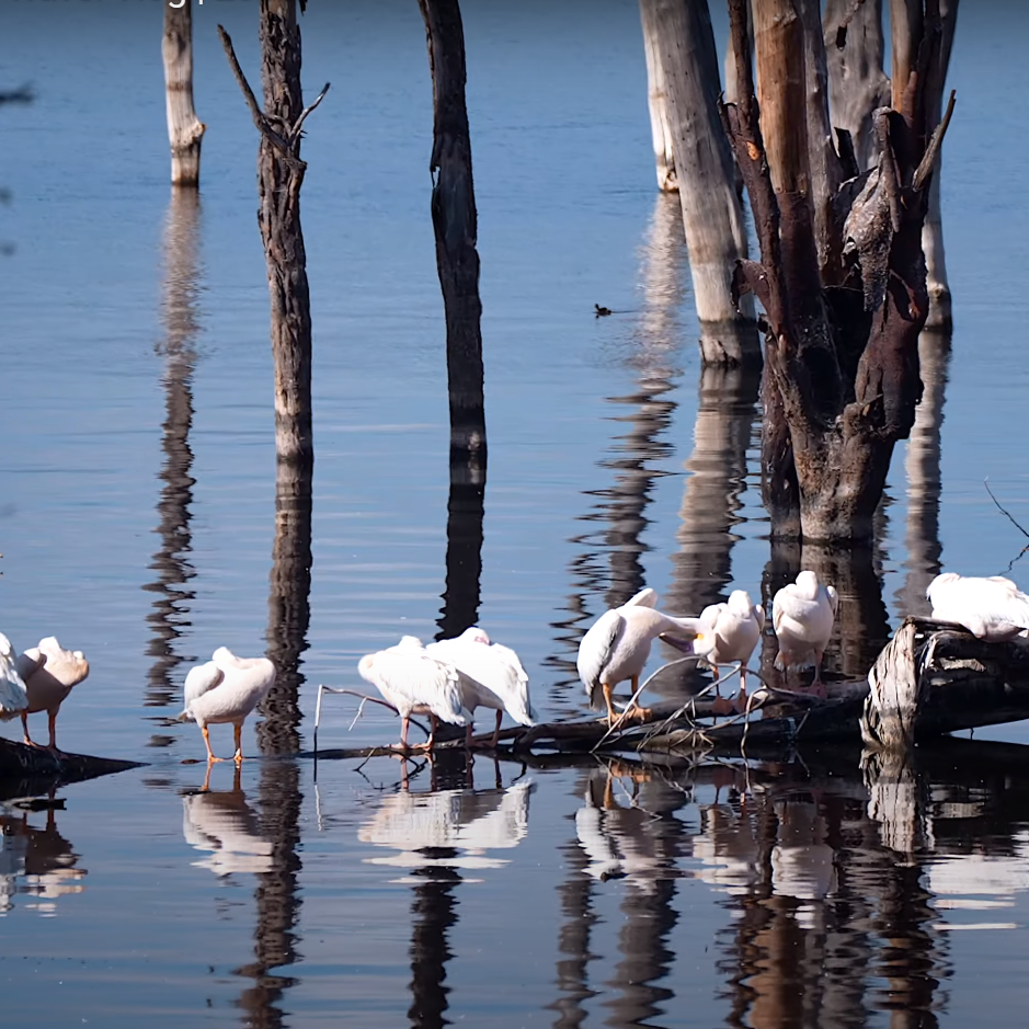 Birding Safaris Nakuru National Park