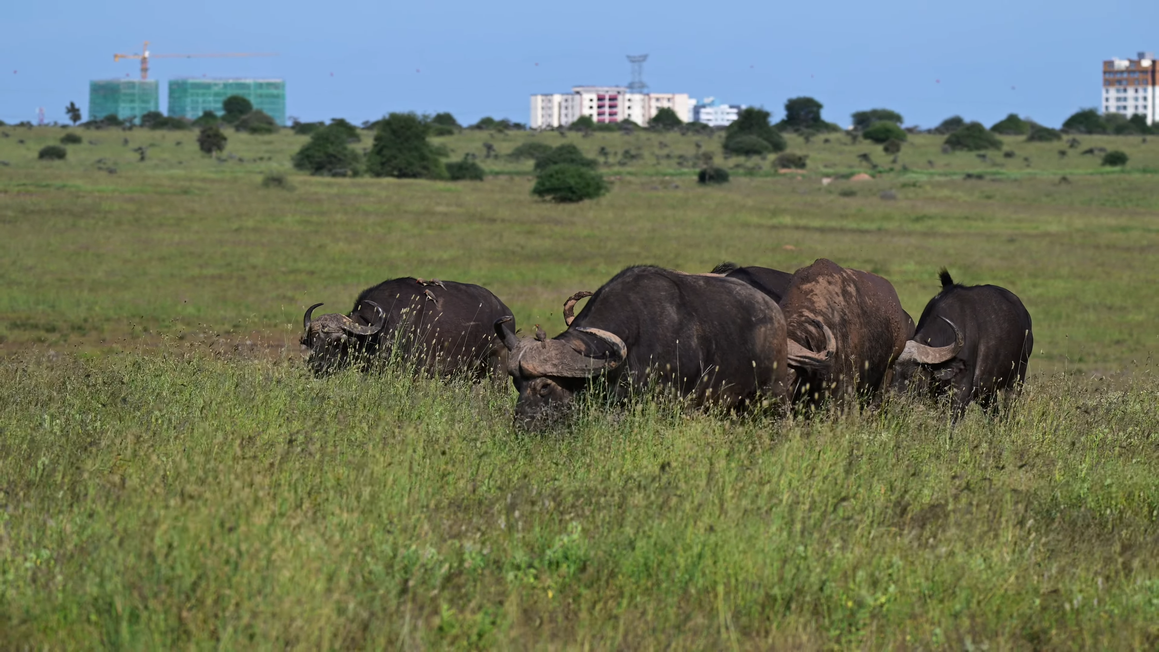 Plan A Budget African Tour; Nairobi City back drop at Nairobi national Park