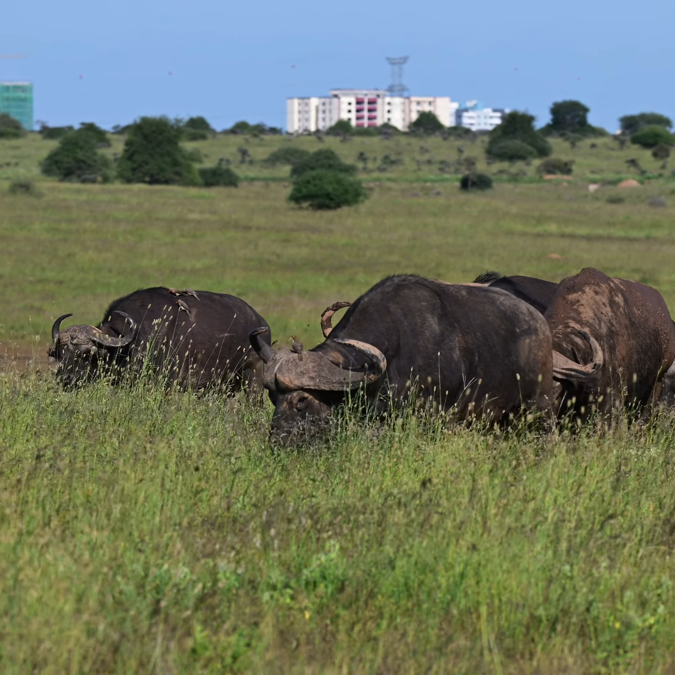 Nairobi National Park, Kenya