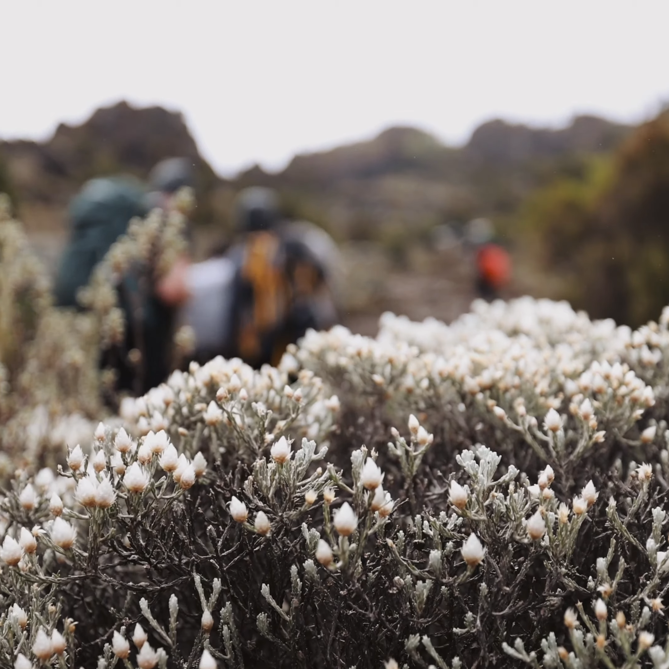 Kilimanjaro Climbing