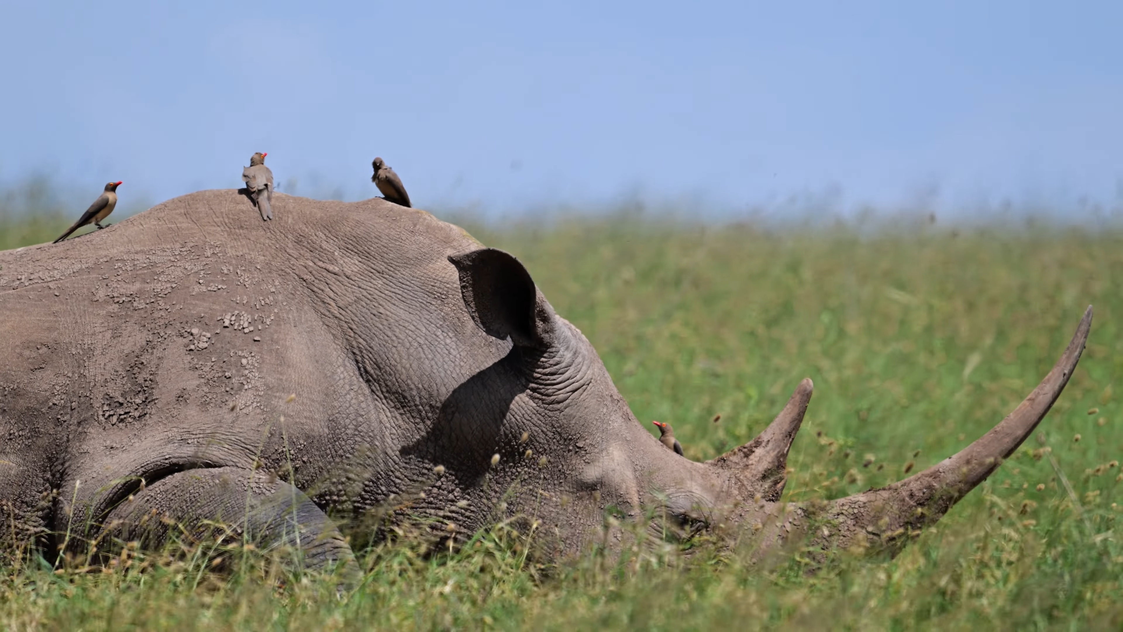 Affordable African Safari Tours_Ol Pejeta Conservancy Black Rhinos