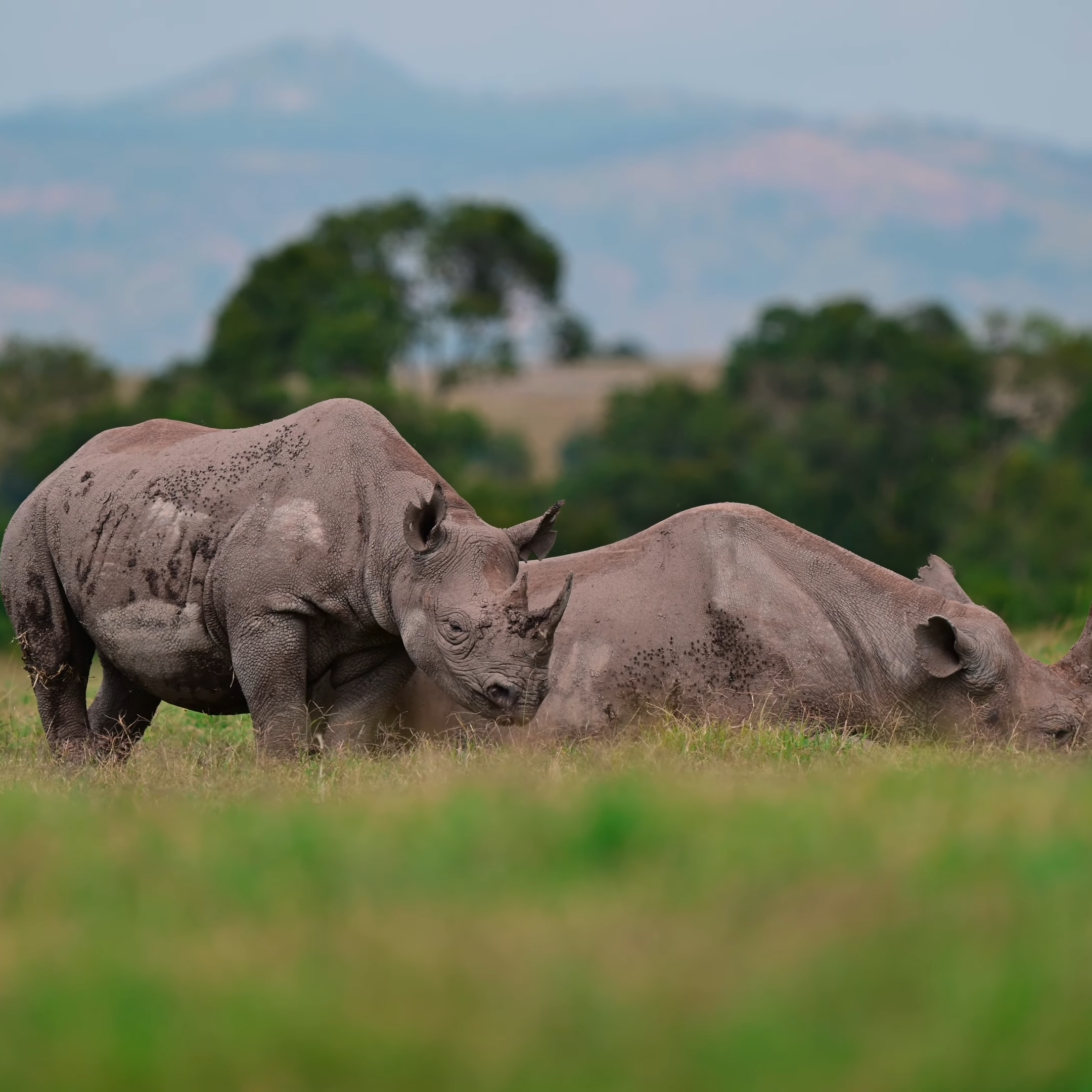 Black Rhinos | Top Kenya Wildlife Destinations