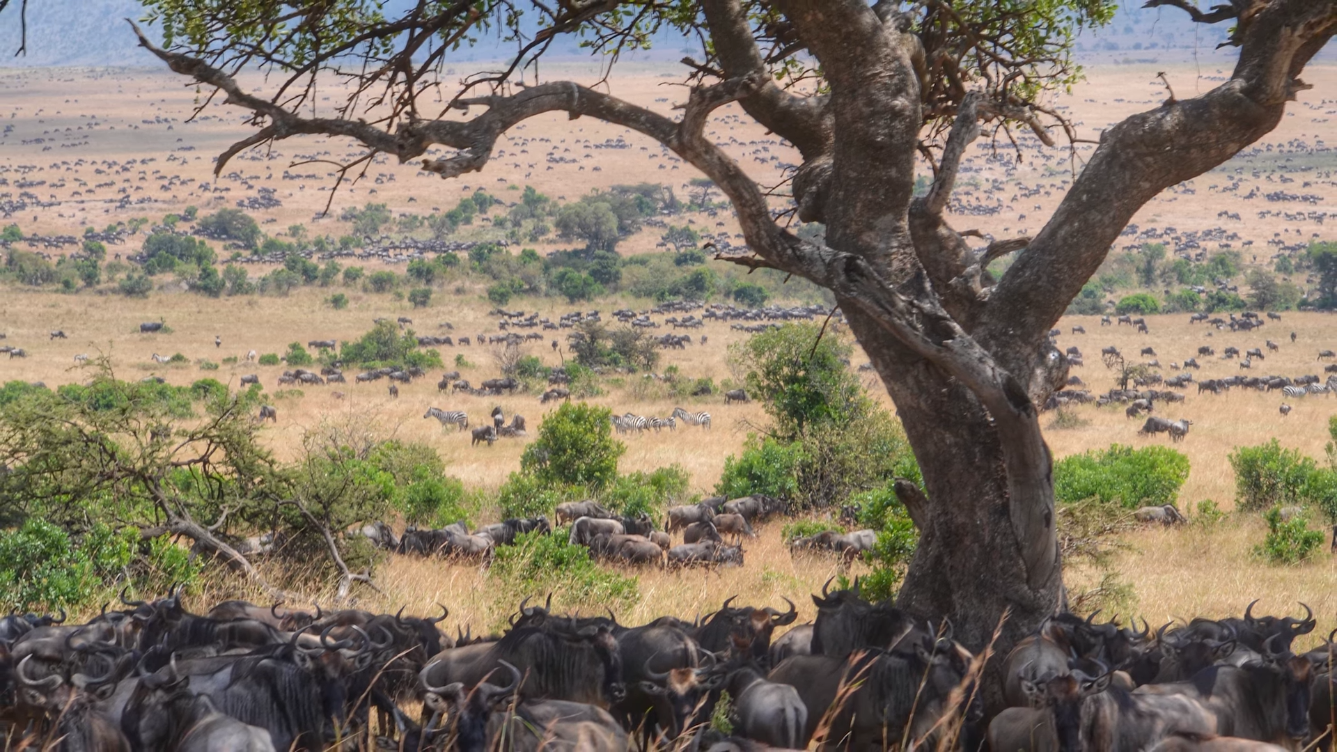 Masai Mara National Reserve_Top Kenya Wildlife Destinations