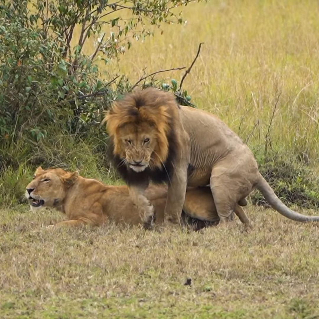 The Amboseli National Park