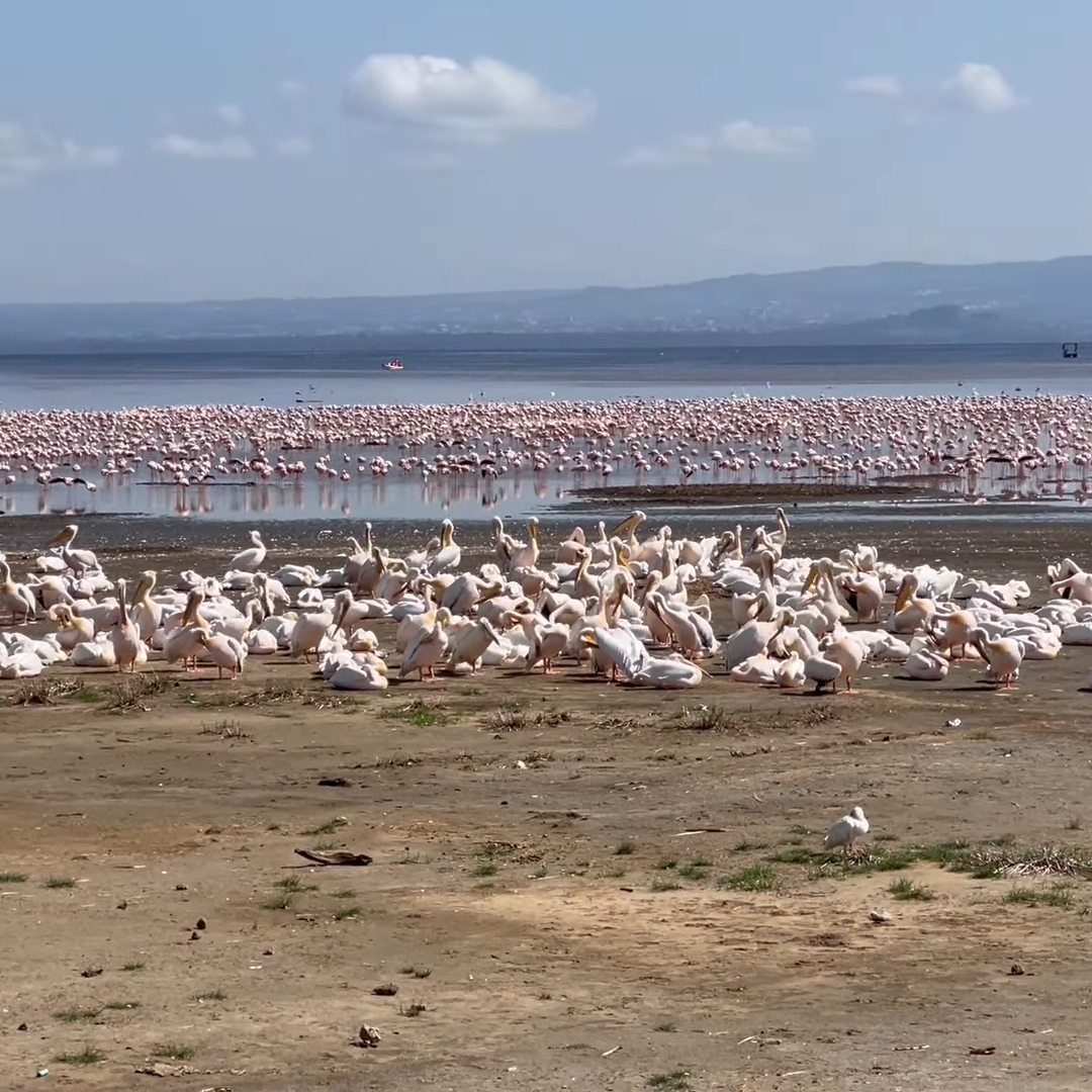 Lake Nakuru National Park |Flocks of flamingos