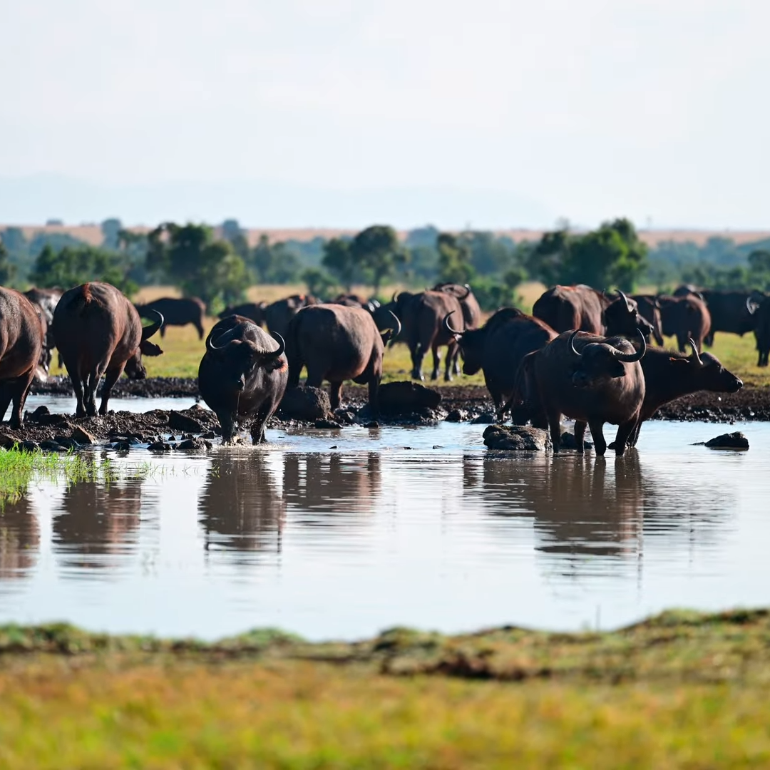 All-Inclusive Affordable Luxury East Africa Tours