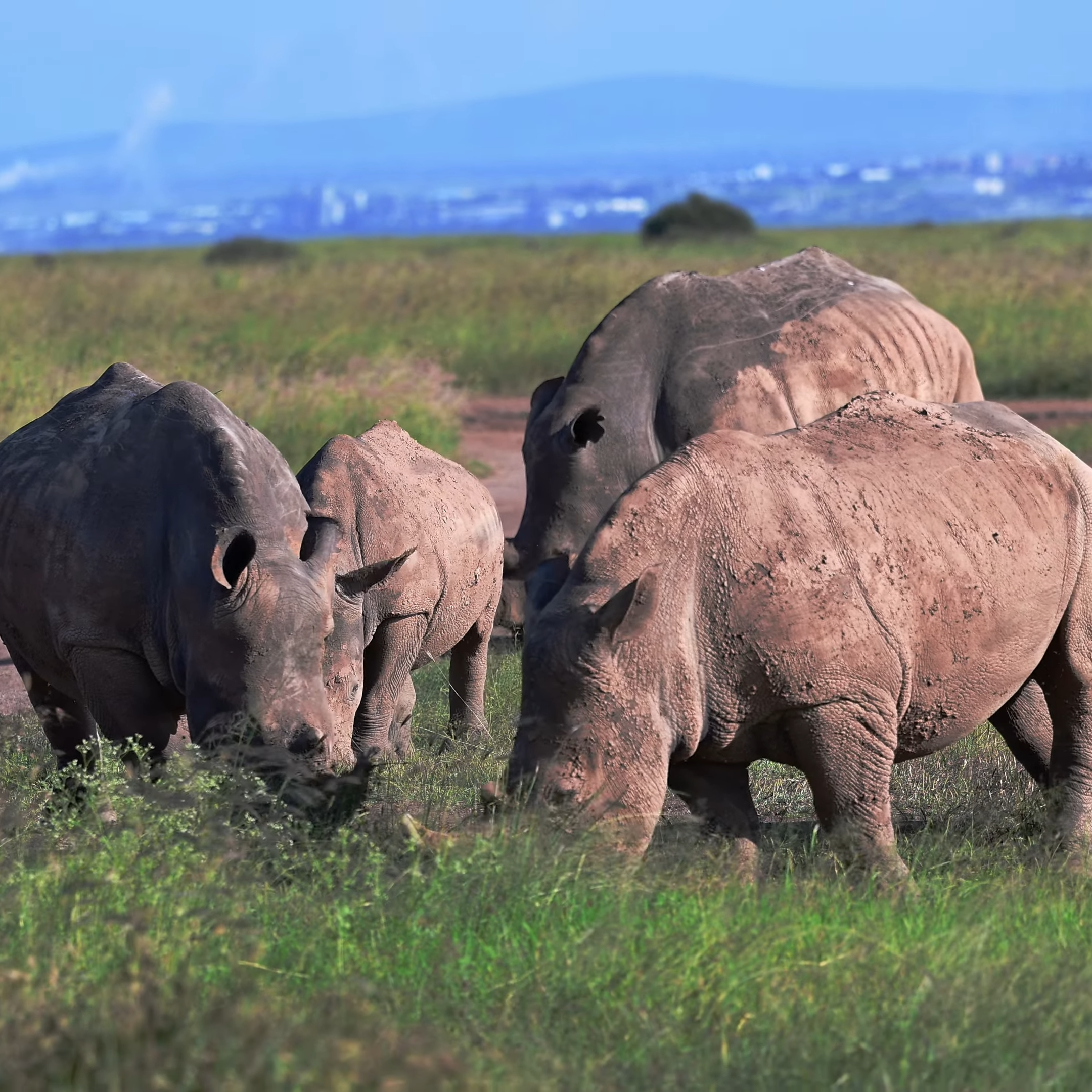 Nairobi National Park, Kenya | Black Rhinos