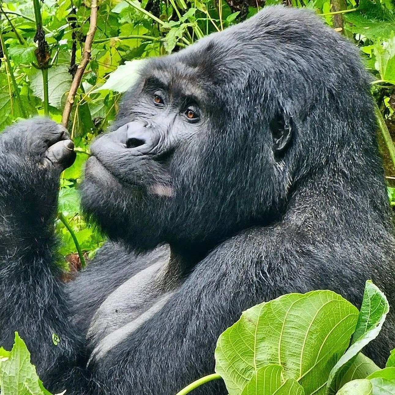 Gorilla trekking from Kigali