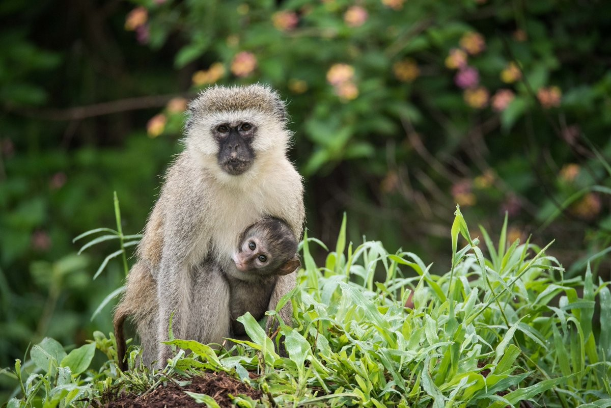 All-Inclusive Rwanda Wildlife Safaris