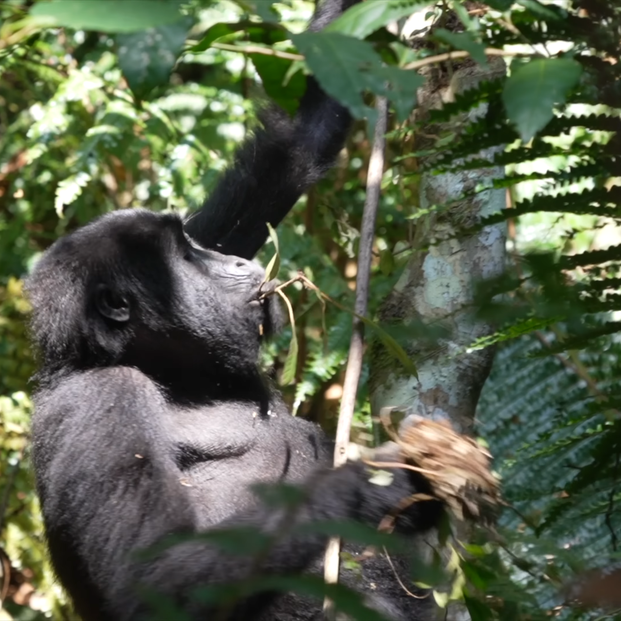 Affordable Gorilla & affordable African safari tour