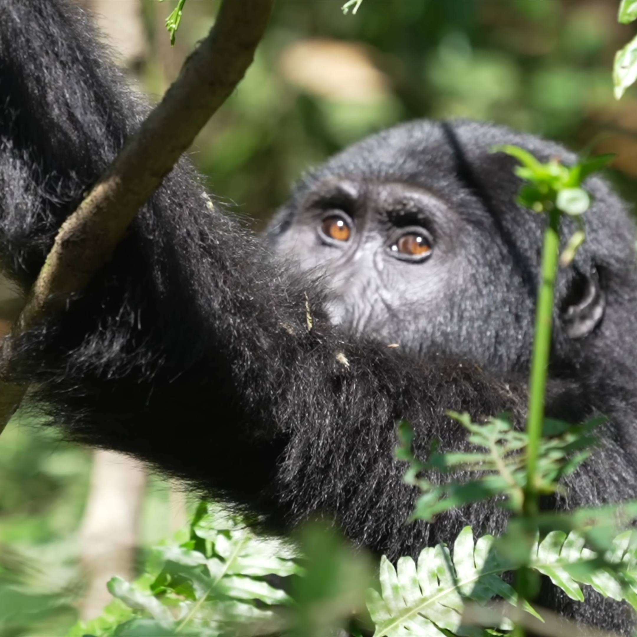 Gorilla trekking from Kigali