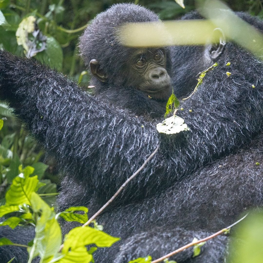 Bwindi Impenetrable National Park