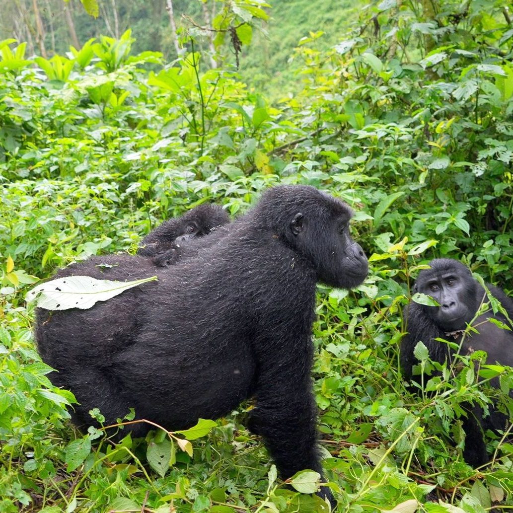 Best Affordable 3-Day Fly-In Gorilla Safari to Bwind Uganda