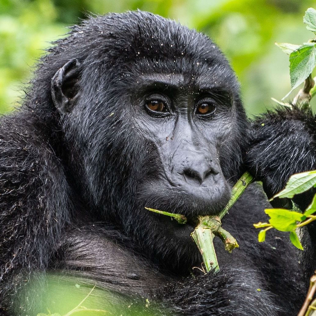 Best Affordable 3-Day Fly-In Gorilla Safari to Bwind Uganda