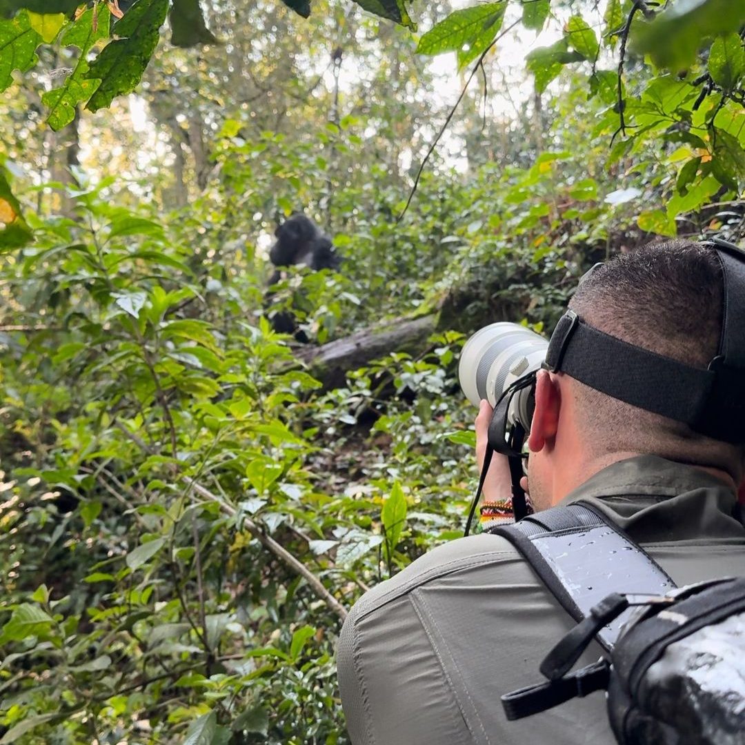 Affordable Uganda Safaris: Bwindi Gorilla Trekking