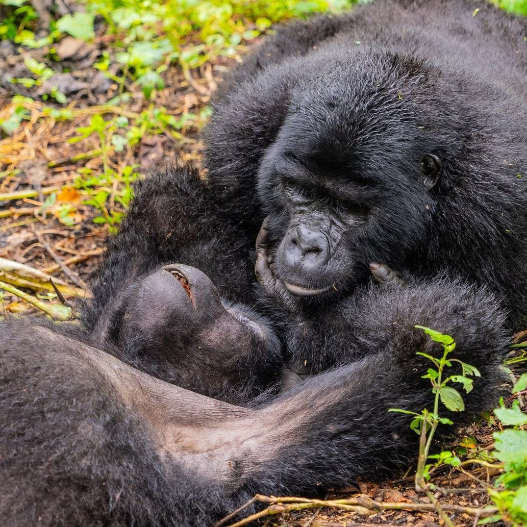 Bwindi Impenetrable National Park Gorilla trekking