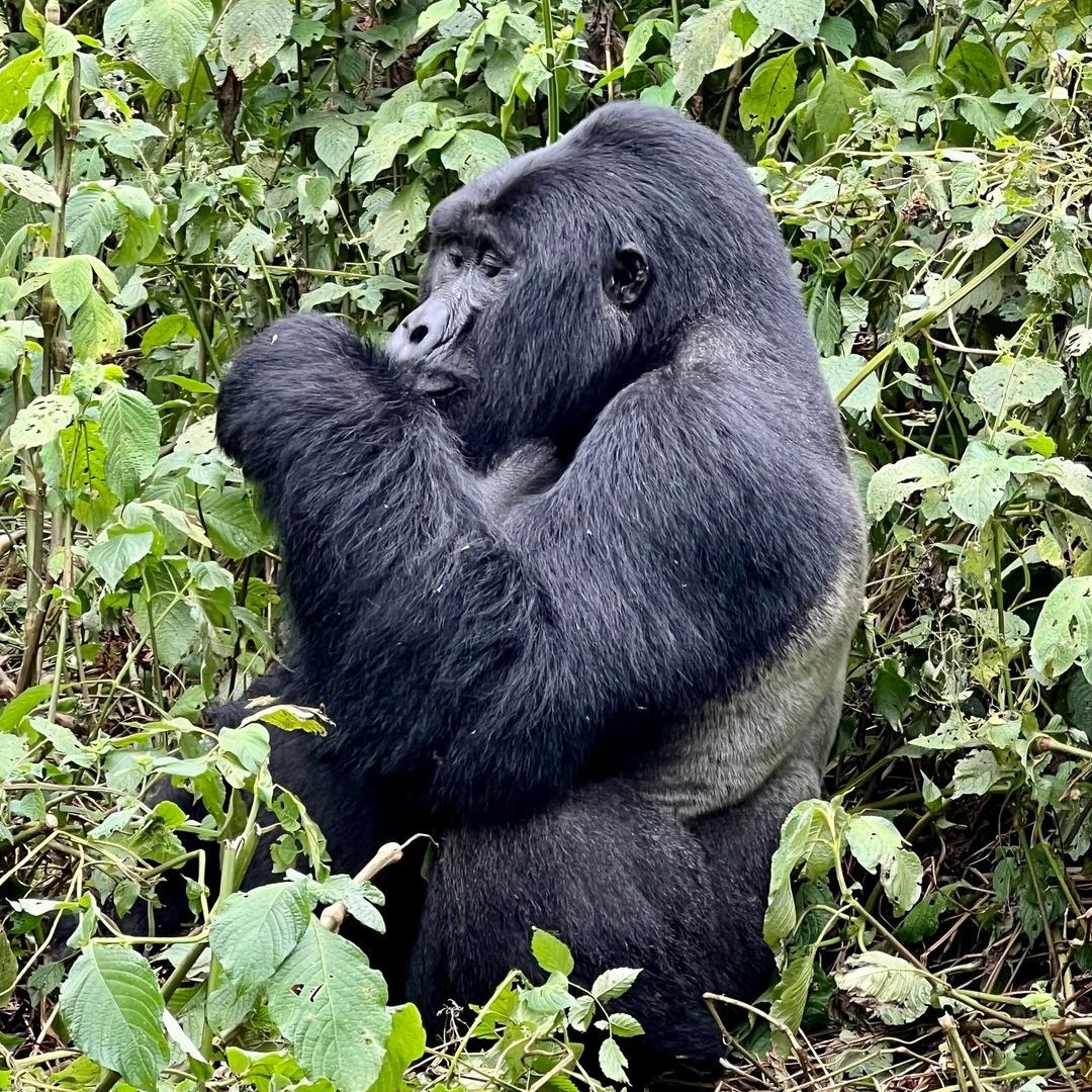 Bwindi Impenetrable National Park Gorilla trekking