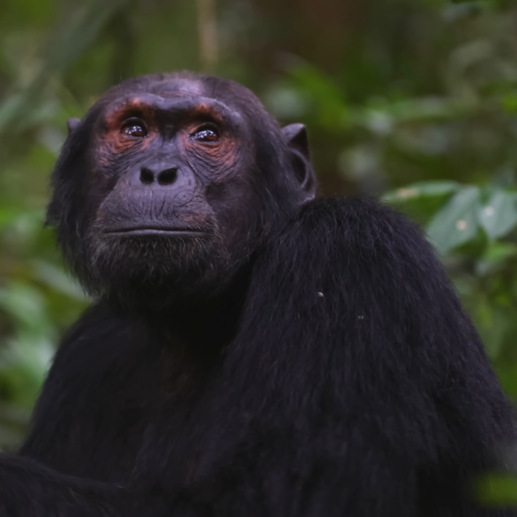 Chimpanzee Traking in Kibale National Park: Budget Uganda Safaris